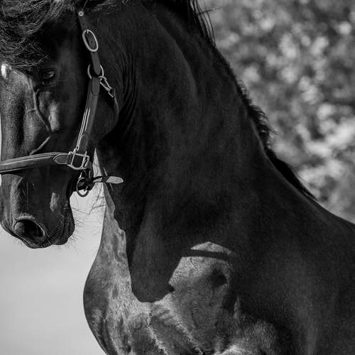 Фотография #13018918