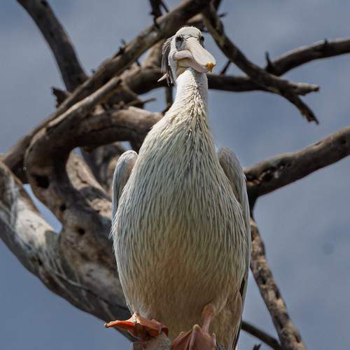 Photo #13019053