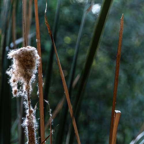 Reed by thr river