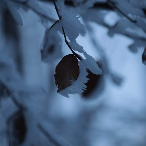 Photo #13019627