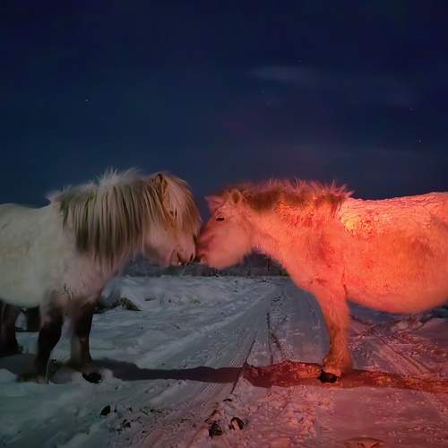 Photo #13020312
