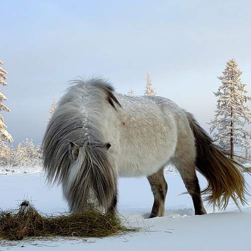 Photo #13020337
