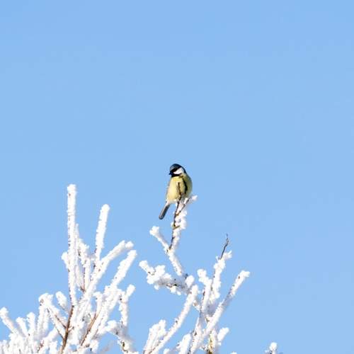 Photo #13020710