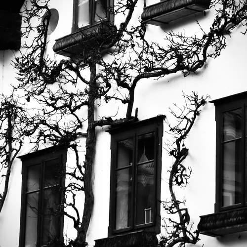 Photo #13020745