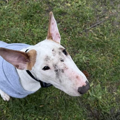 Photo #13021525