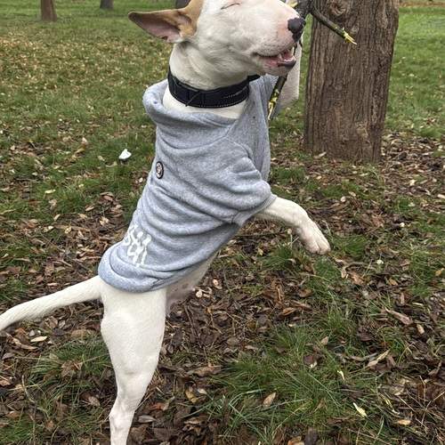 Photo #13021526