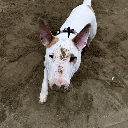 Photo #13021527