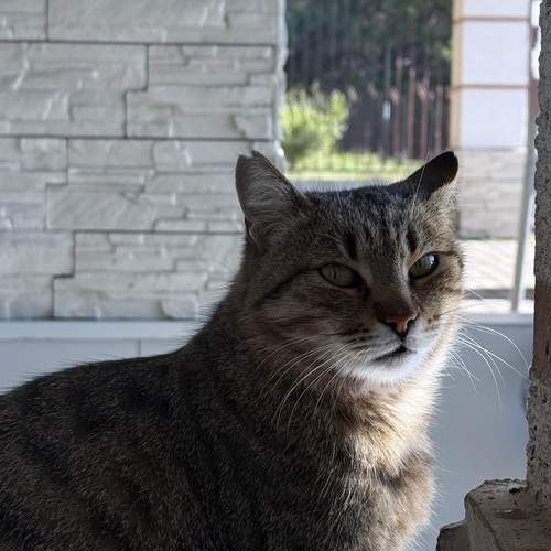 Photo #13021536