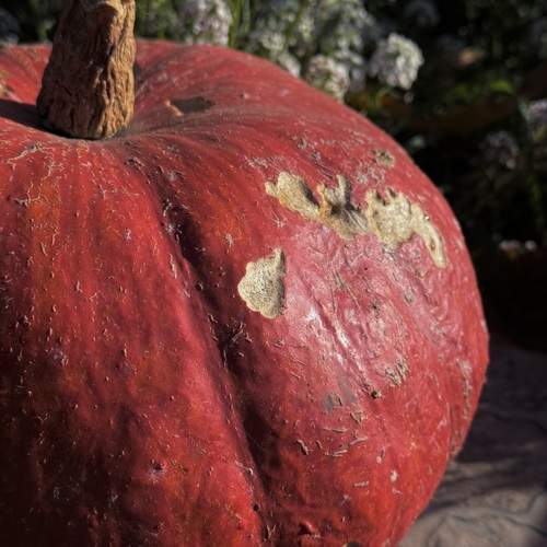 Photo #13021538