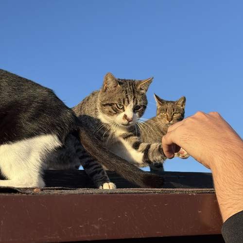 Photo #13021539