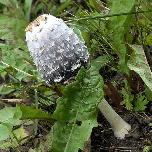 Photo #13021705