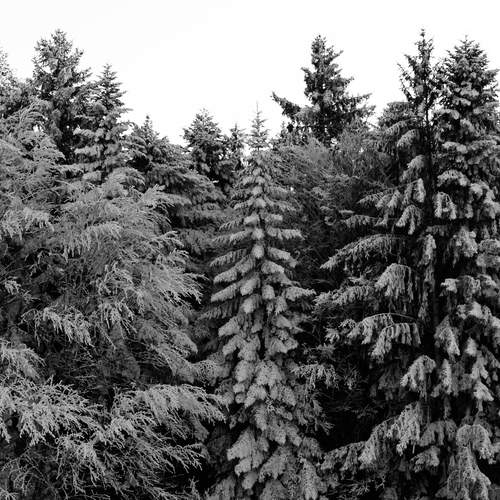 Photo #13021888