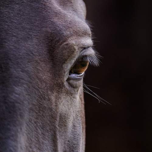 Photo #13021965