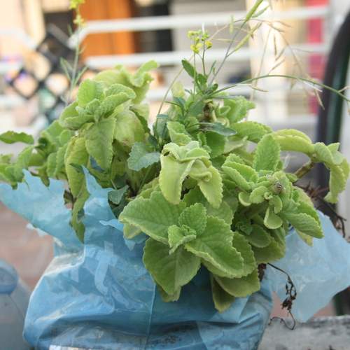 Photo #13022029