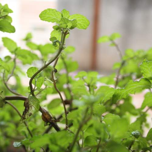 Photo #13022035