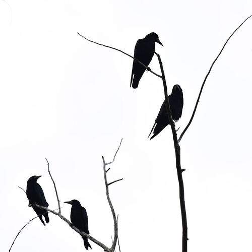 Photo #13022404