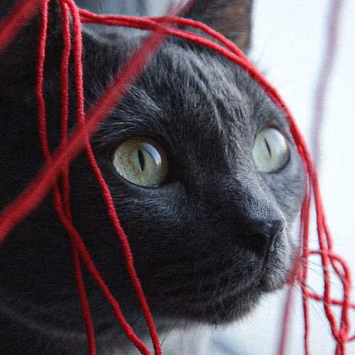 Photo #13022543