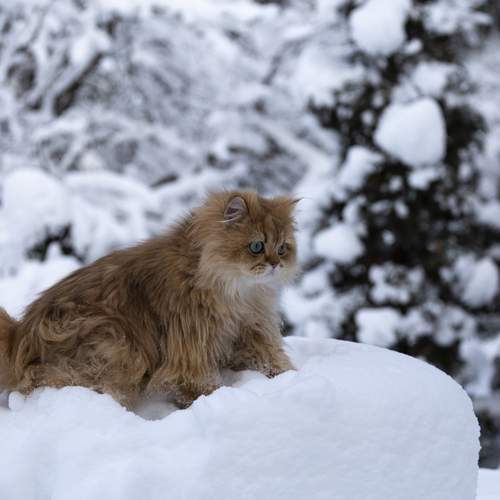 Photo #13022596