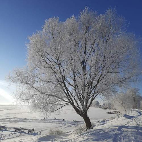 Photo #13022821