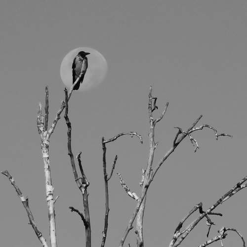Photo #13023126
