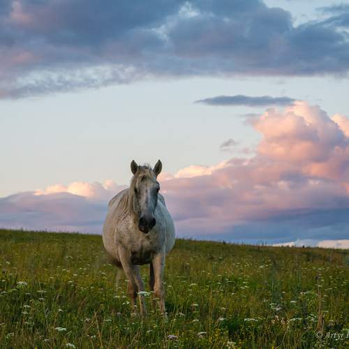 Без всадника
