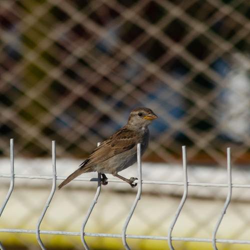 Photo #13024682