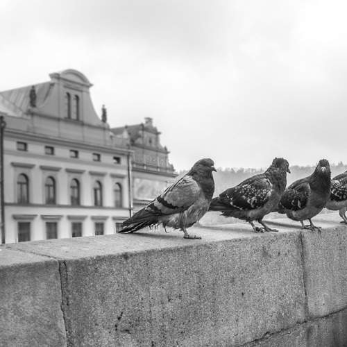 Photo #13025167