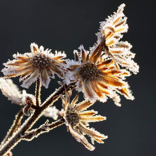 Фотография #13025289