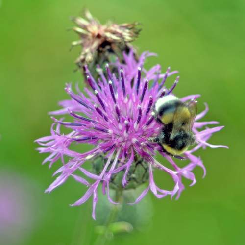 Пчела и цветок