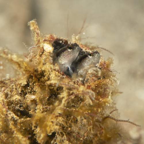 Photo #13025471