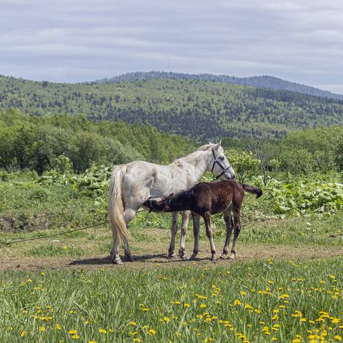 Материнство