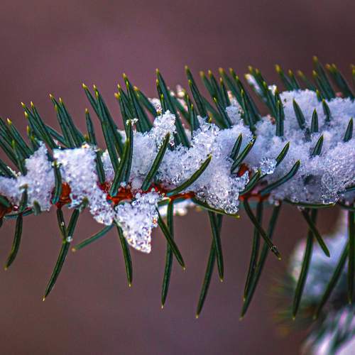 В снежных объятиях