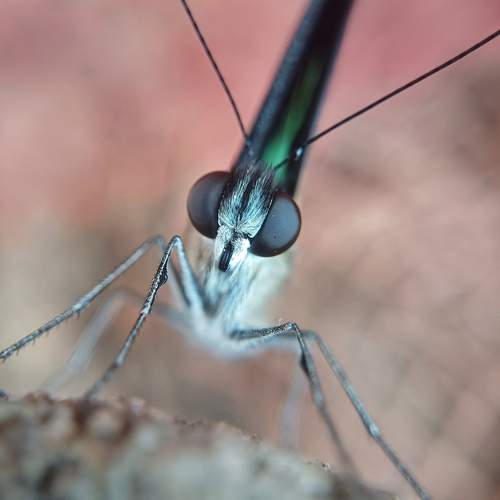 Photo #13026045