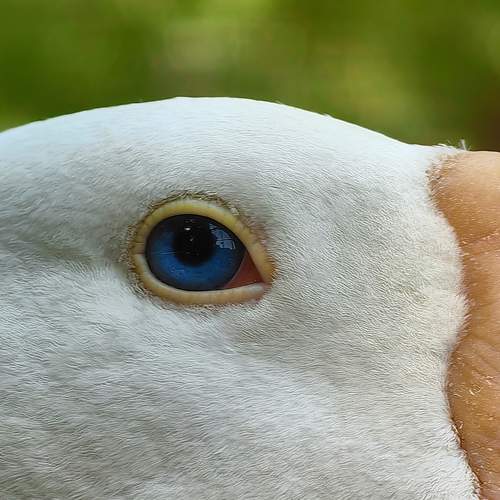 Photo #13026578