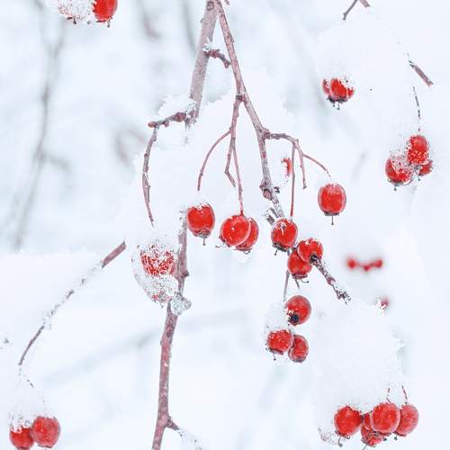 Photo #13026921