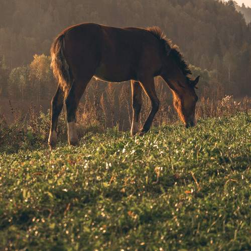 Photo #13027095