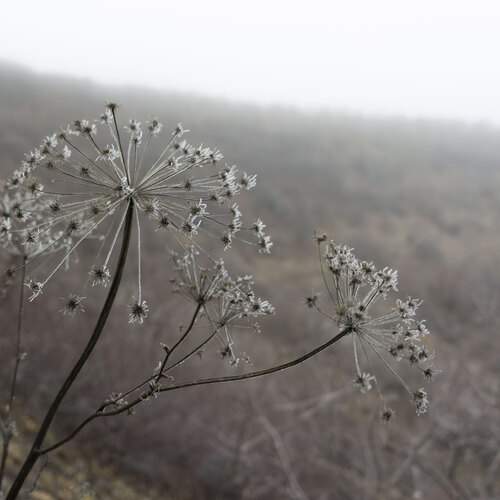 Photo #13027264