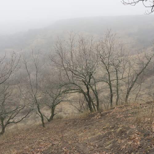 Photo #13027288