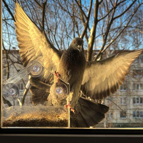 Photo #13027468