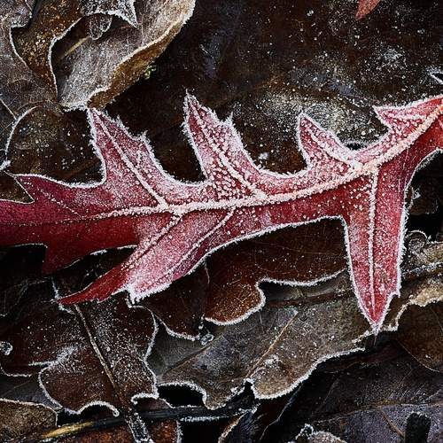 Photo #13028025