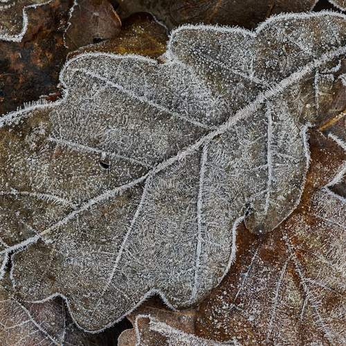 Photo #13028026