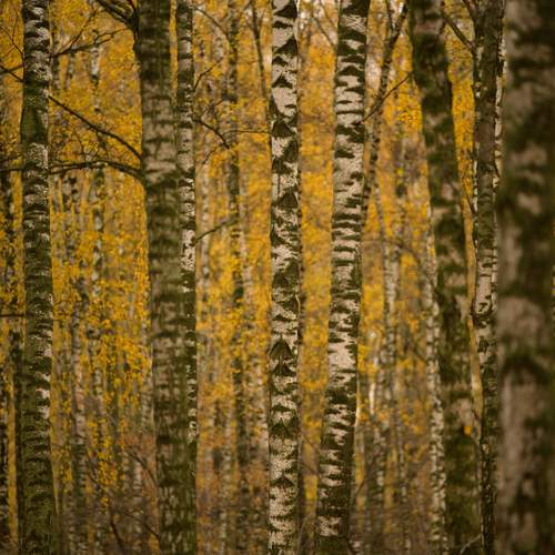 Фотография #13028329