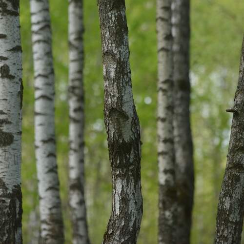Photo #13028357