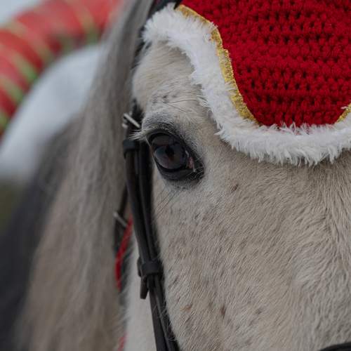 Photo #13028438