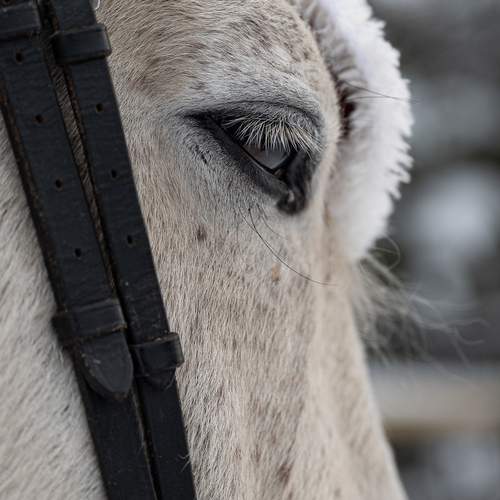 Photo #13028439