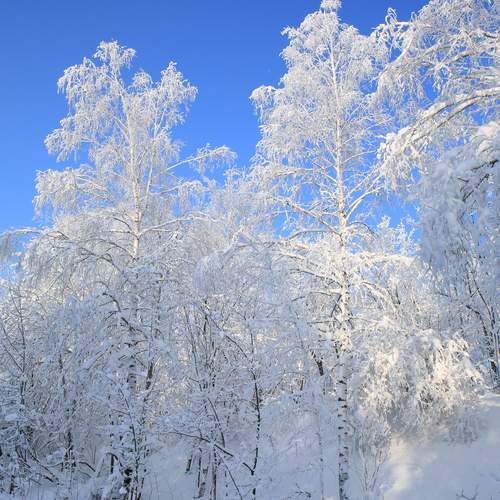 Photo #13028452