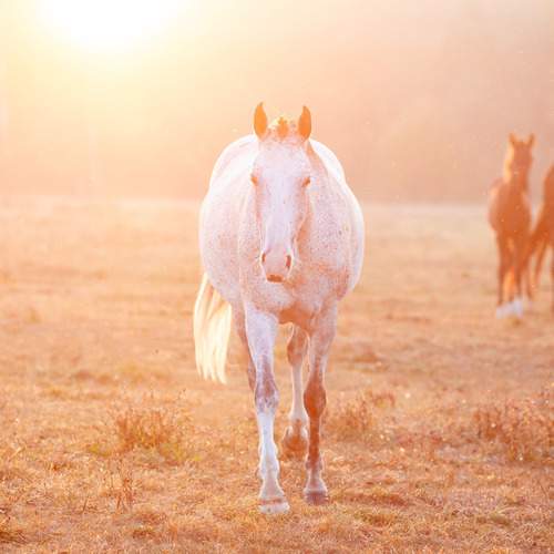 Photo #13028874