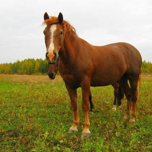 Photo #13029374