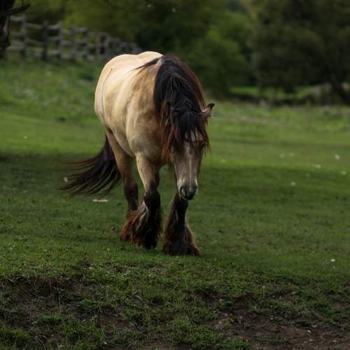 Photo #13029485