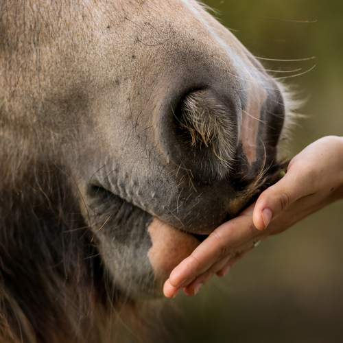 Photo #13029486